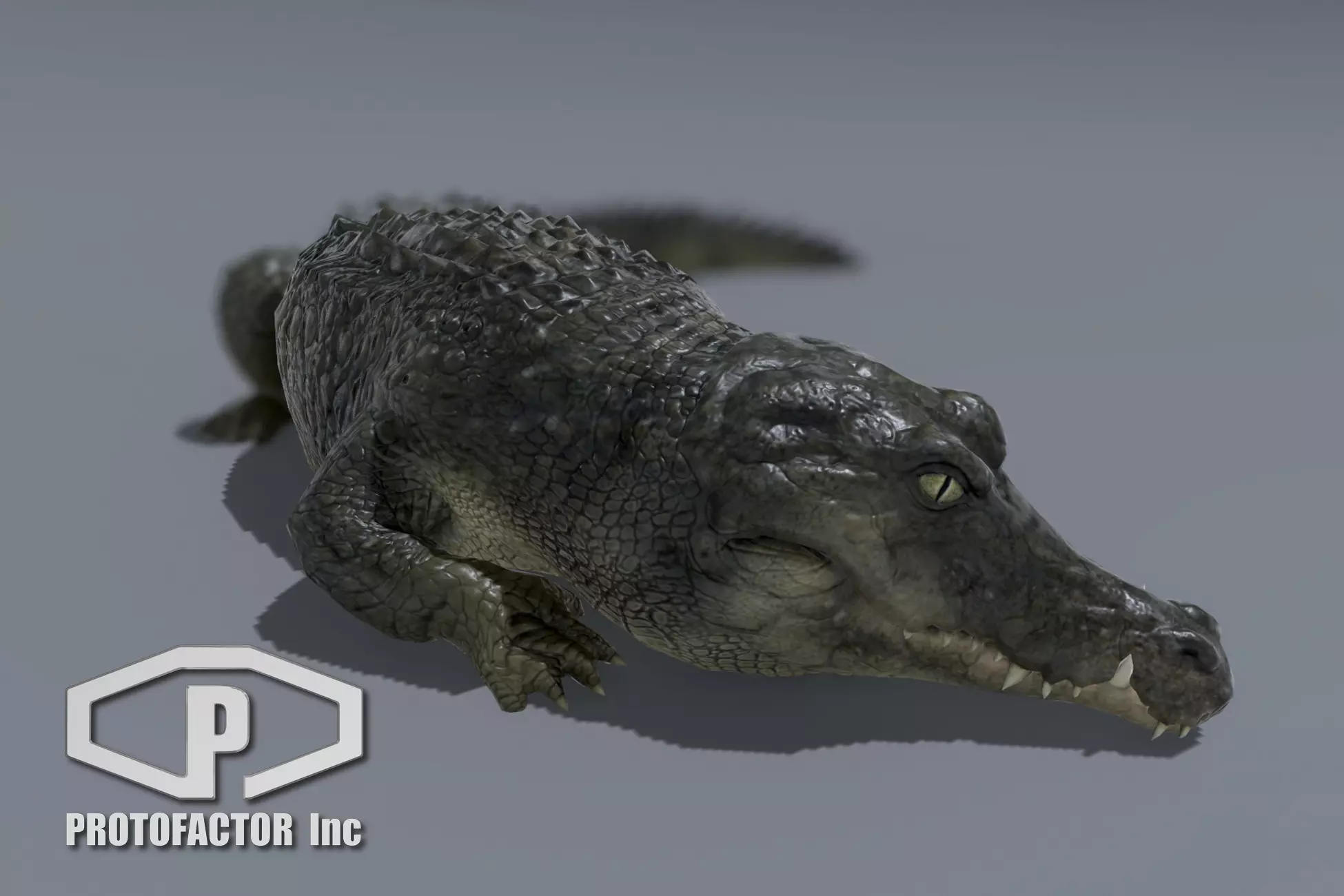 CROCODILE