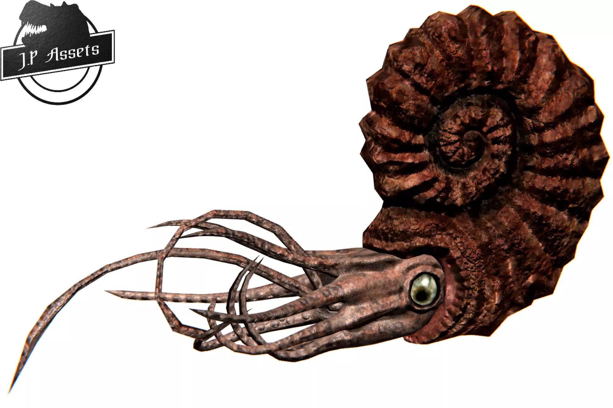 JP Ammonite