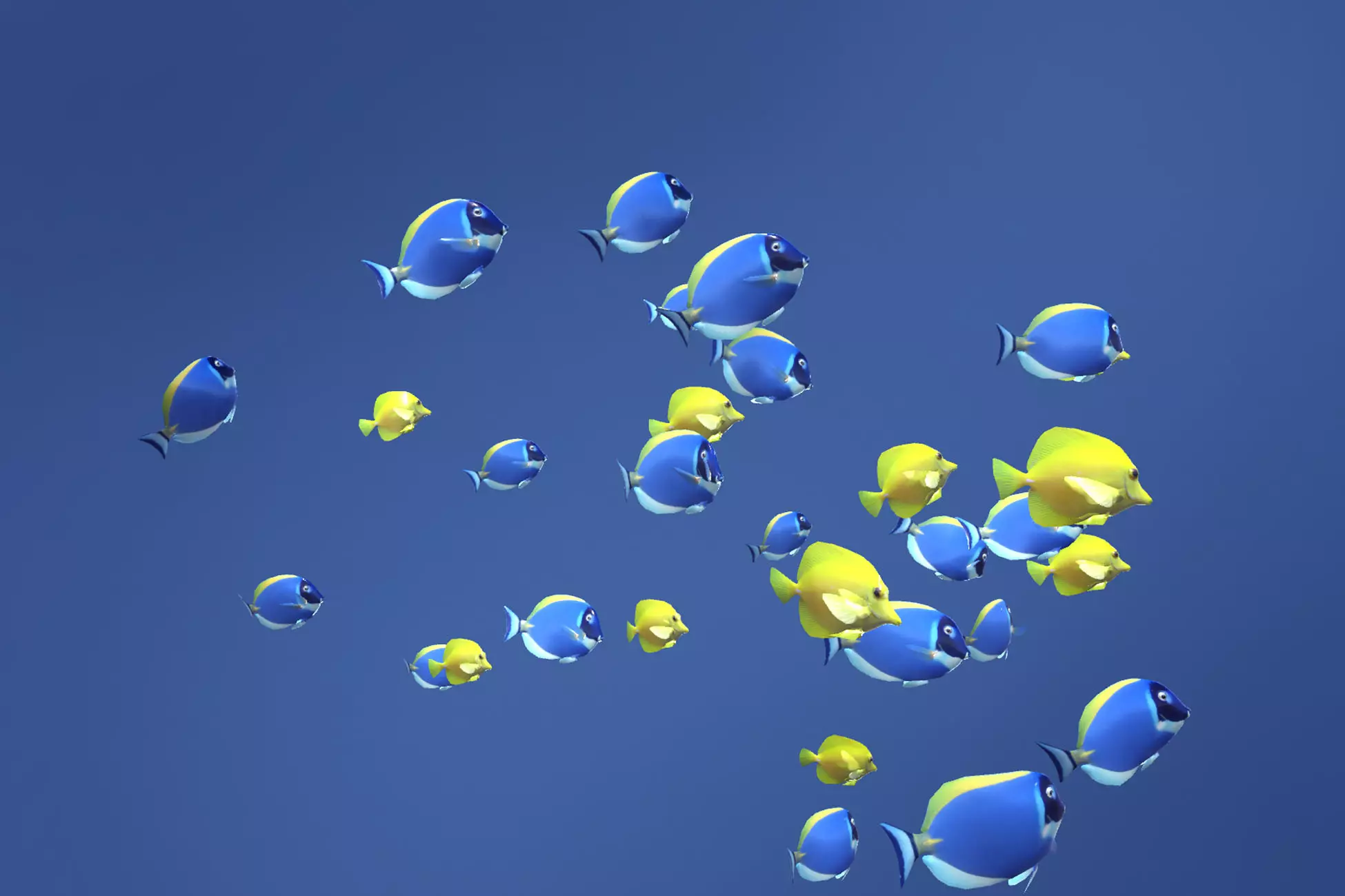 Schooling fish Blue and Yellow Tangs