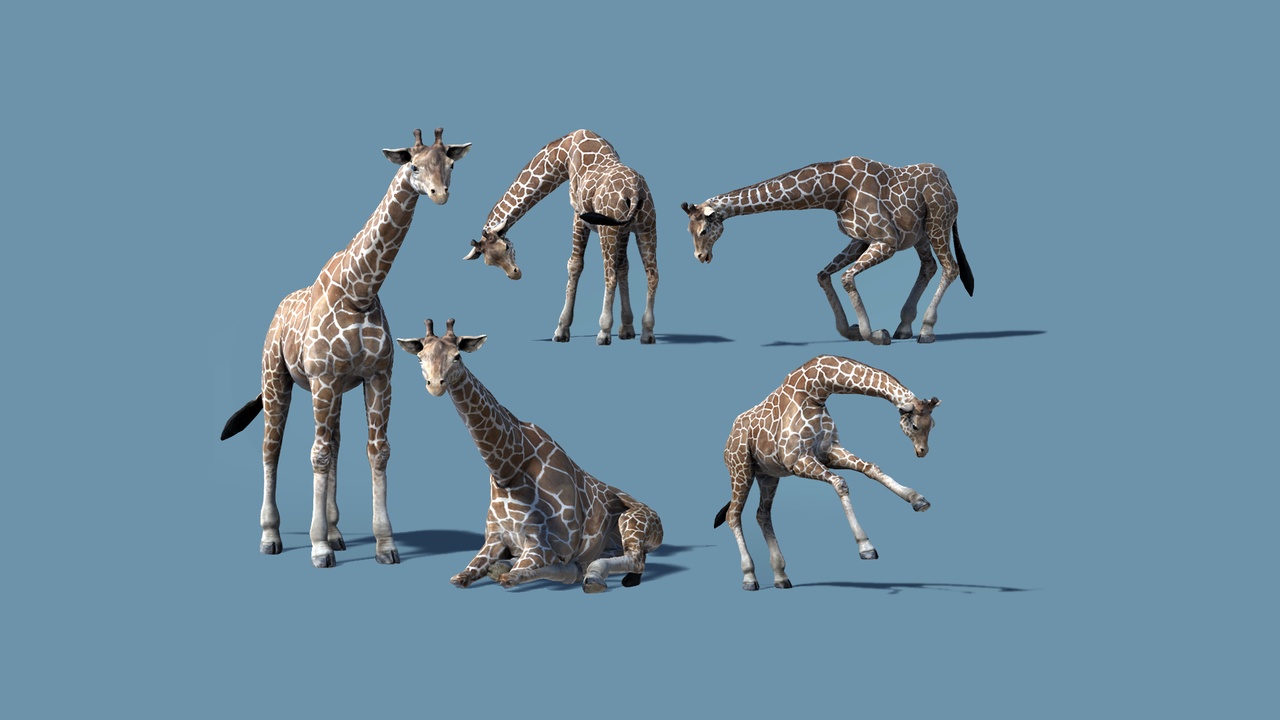 African Animal - Giraffe