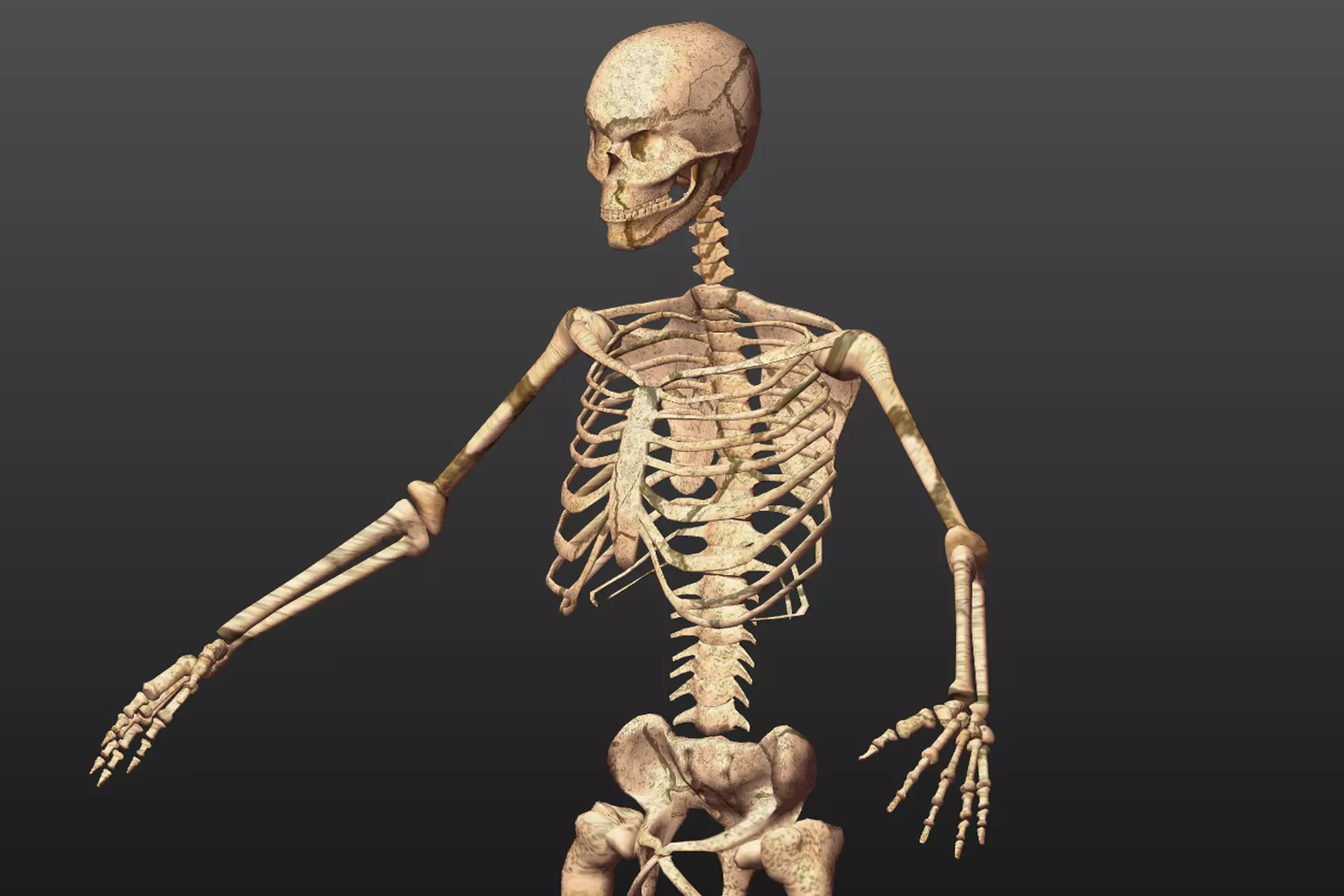 Skeleton-Low Poly