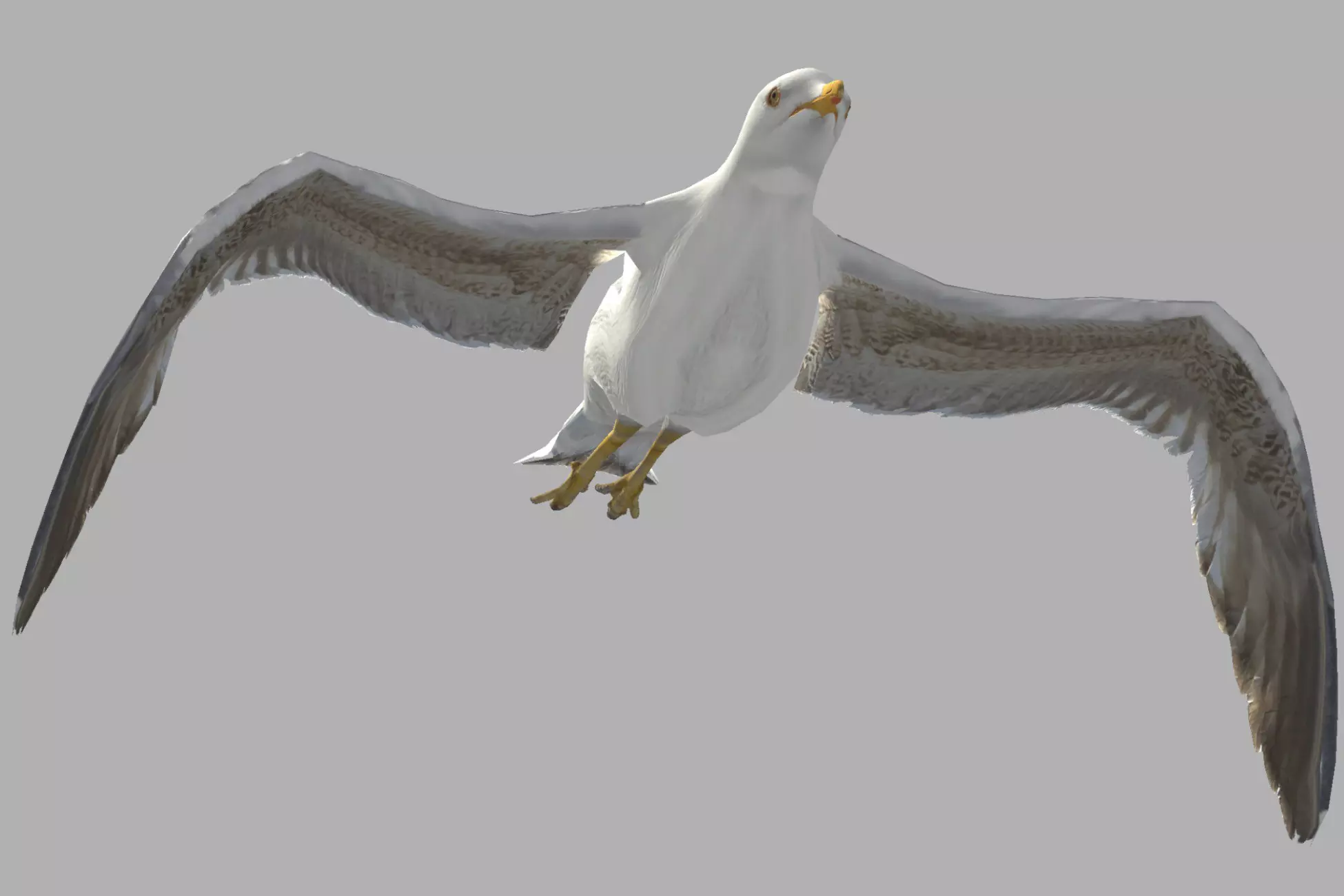 Seagull (Larus canus)
